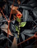 Vintage Red Rose Brooch - CCMOM